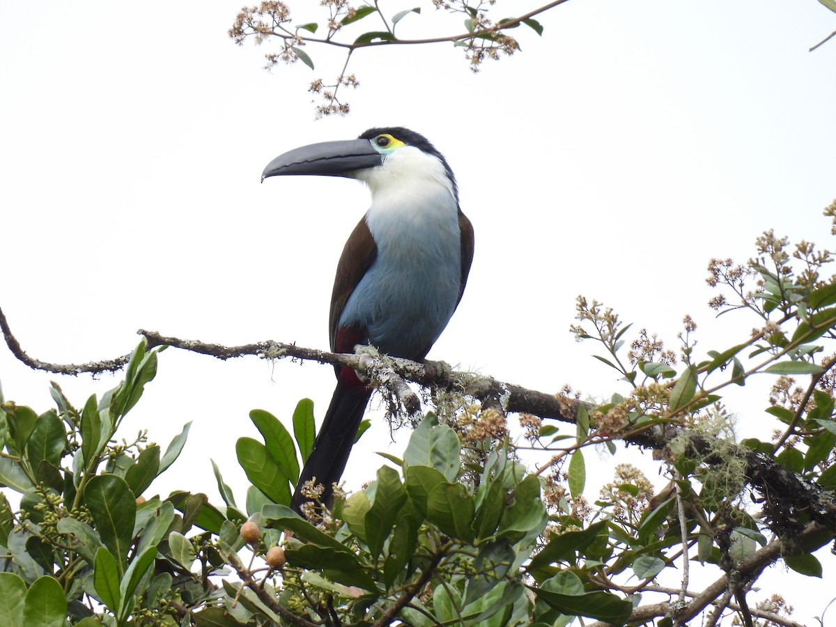 Андигена білощока - ML647555277