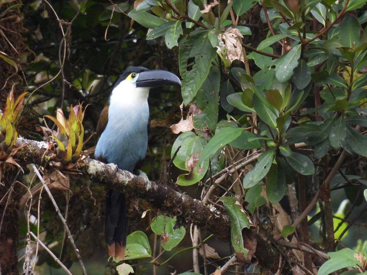 Андигена білощока - ML647555278