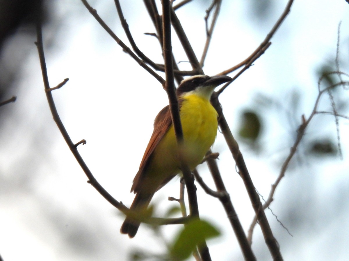 Boat-billed Flycatcher - ML647555289
