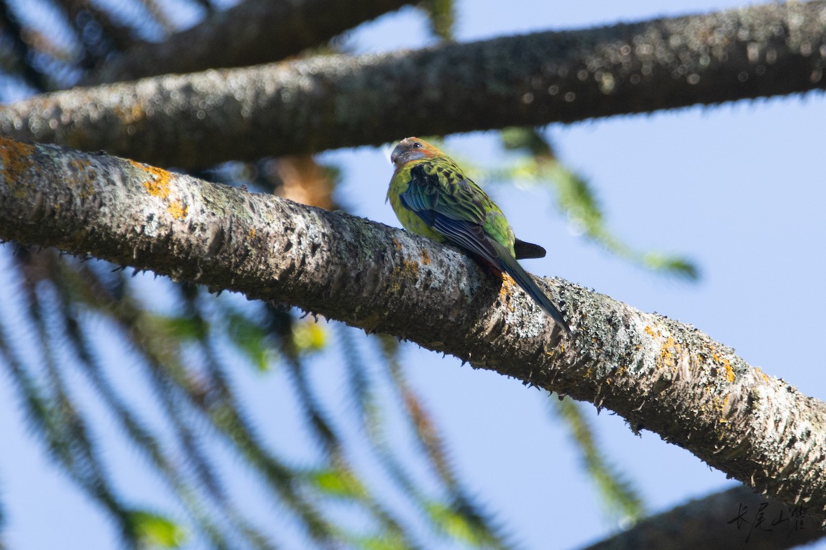 Eastern Rosella - ML647555301