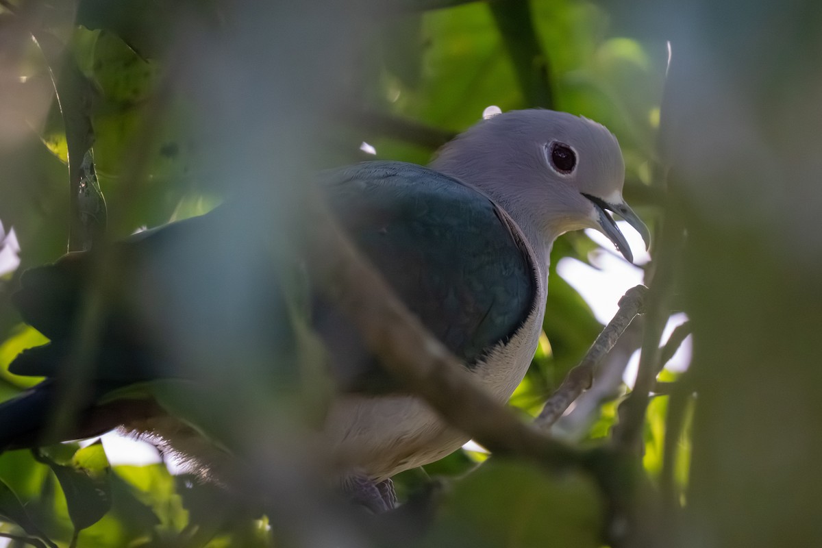 Green Imperial-Pigeon - ML647555303