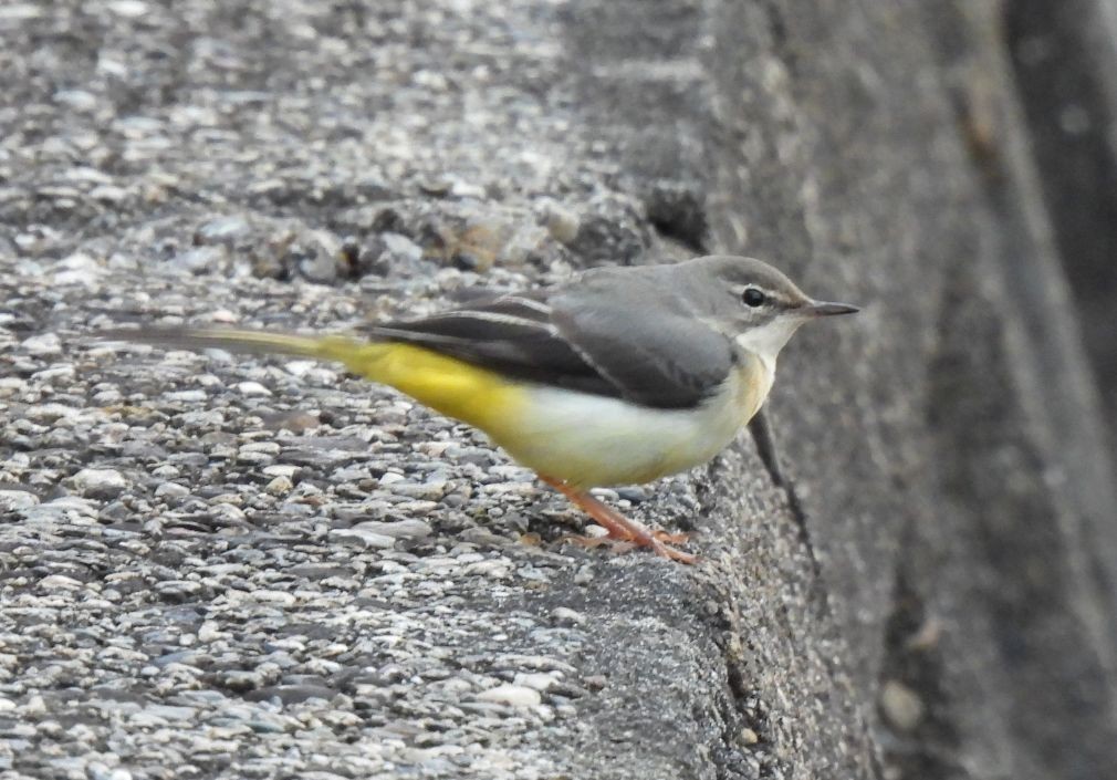 Плиска гірська - ML647555311