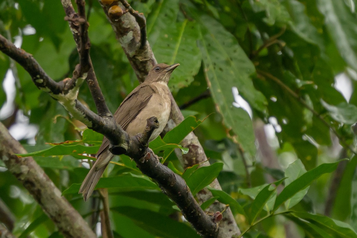 Black-billed Thrush - ML647555322