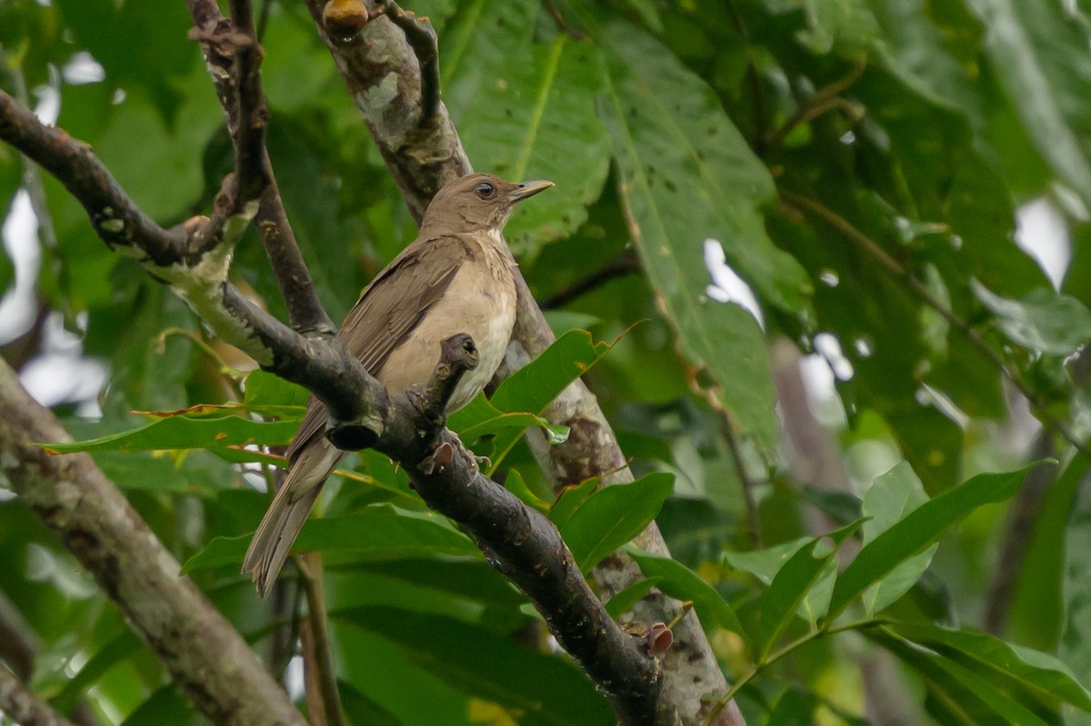 Black-billed Thrush - ML647555323