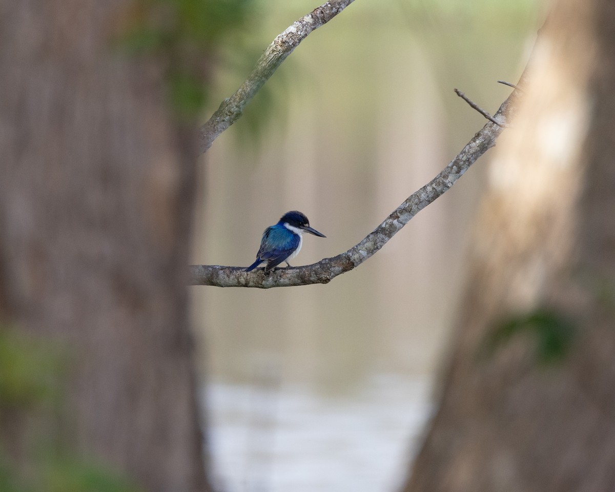 Forest Kingfisher - ML647555350