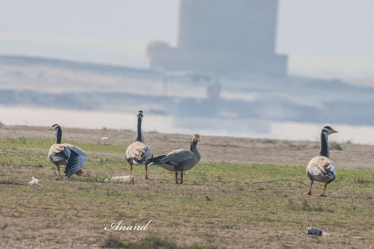 Oie à tête barrée - ML647555395