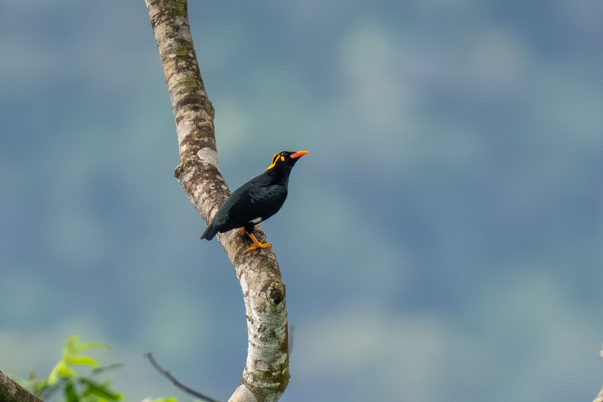 Miná Indio - ML647555406