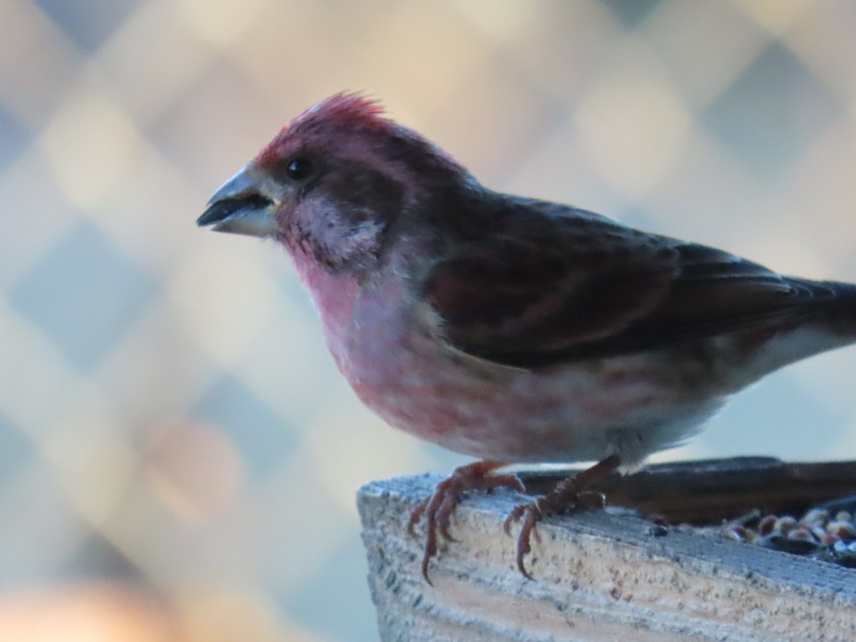 Чечевиця кармінова - ML647555416