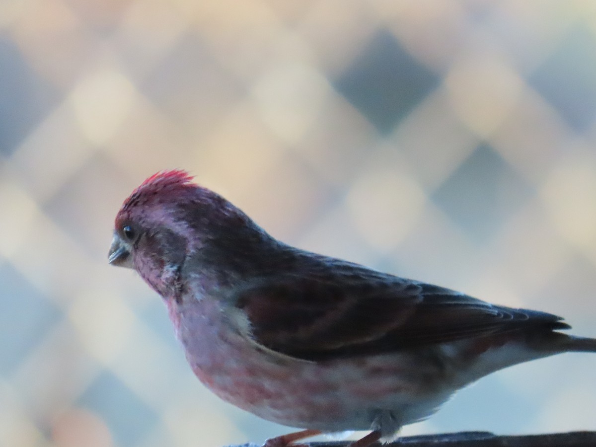 Чечевиця кармінова - ML647555417