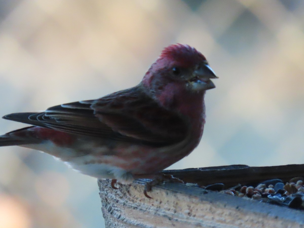 Чечевиця кармінова - ML647555418