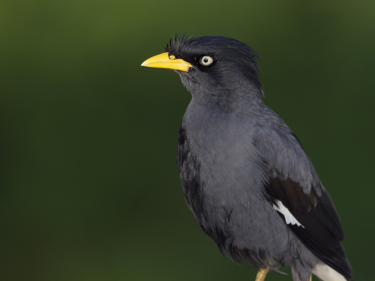 Майна яванська - ML647555433