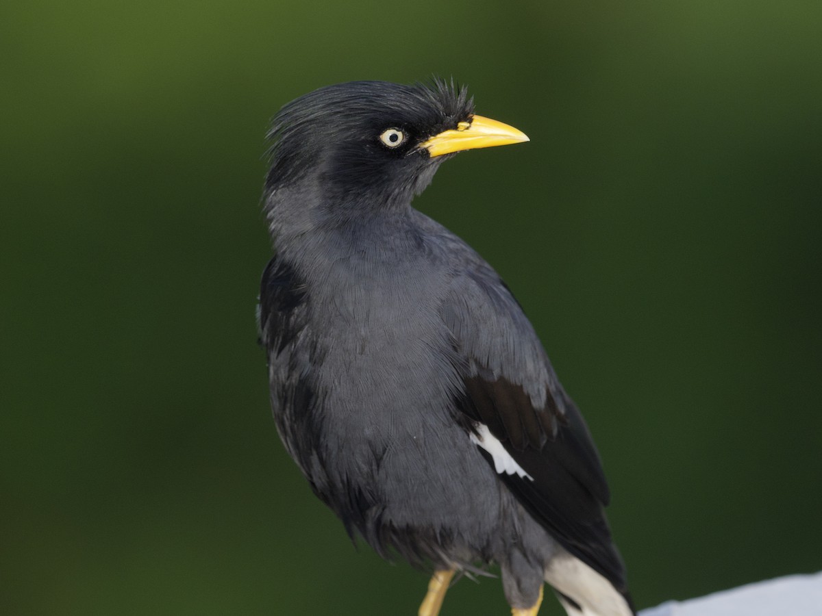 Майна яванська - ML647555434