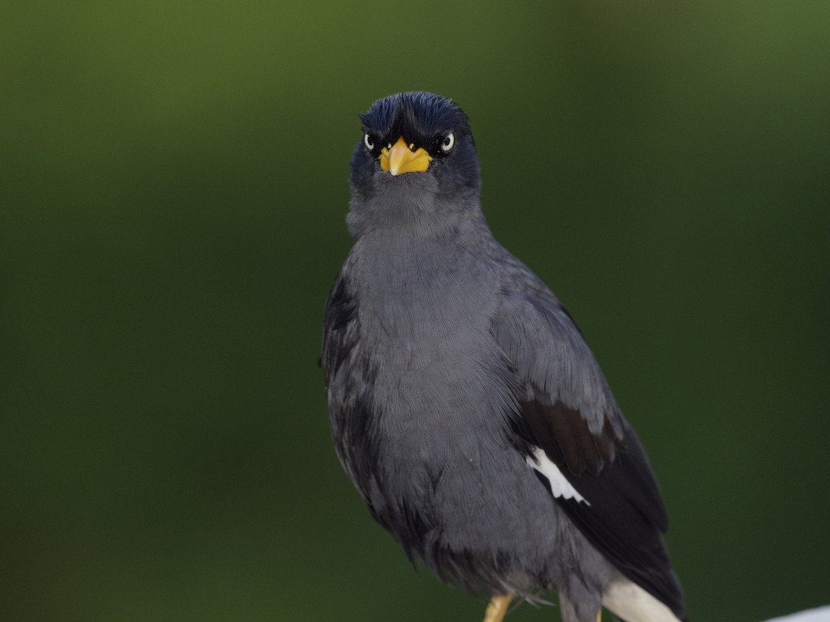 Майна яванська - ML647555435