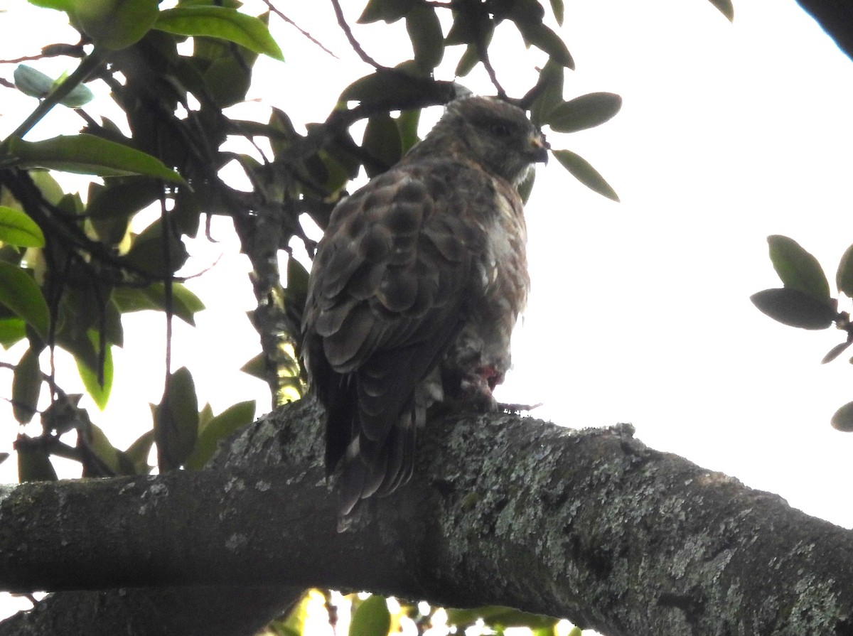 Busardo Aliancho (platypterus) - ML647555436