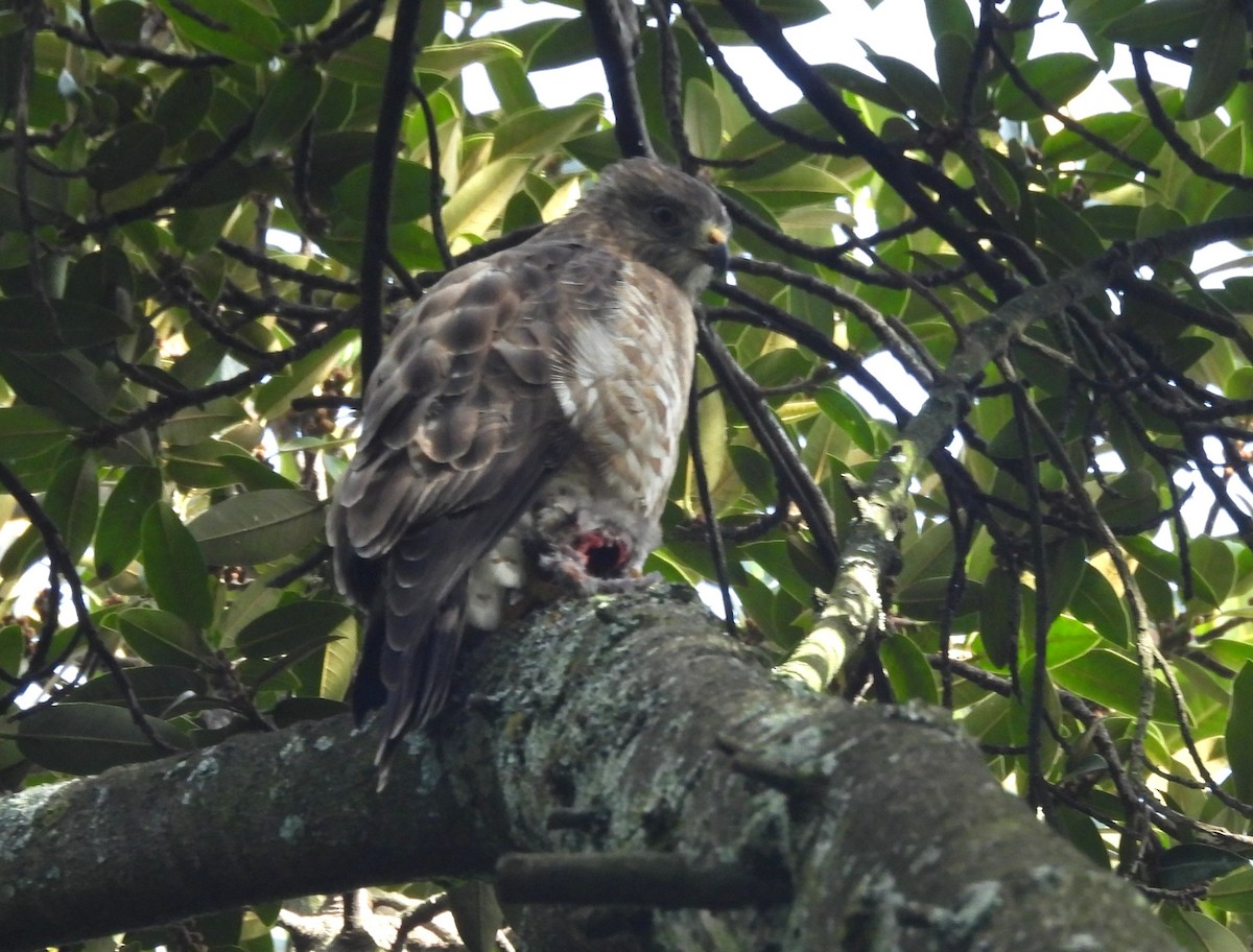 Busardo Aliancho (platypterus) - ML647555438