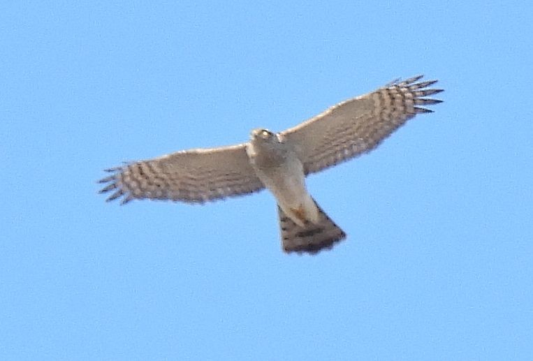 Яструб малий - ML647555445