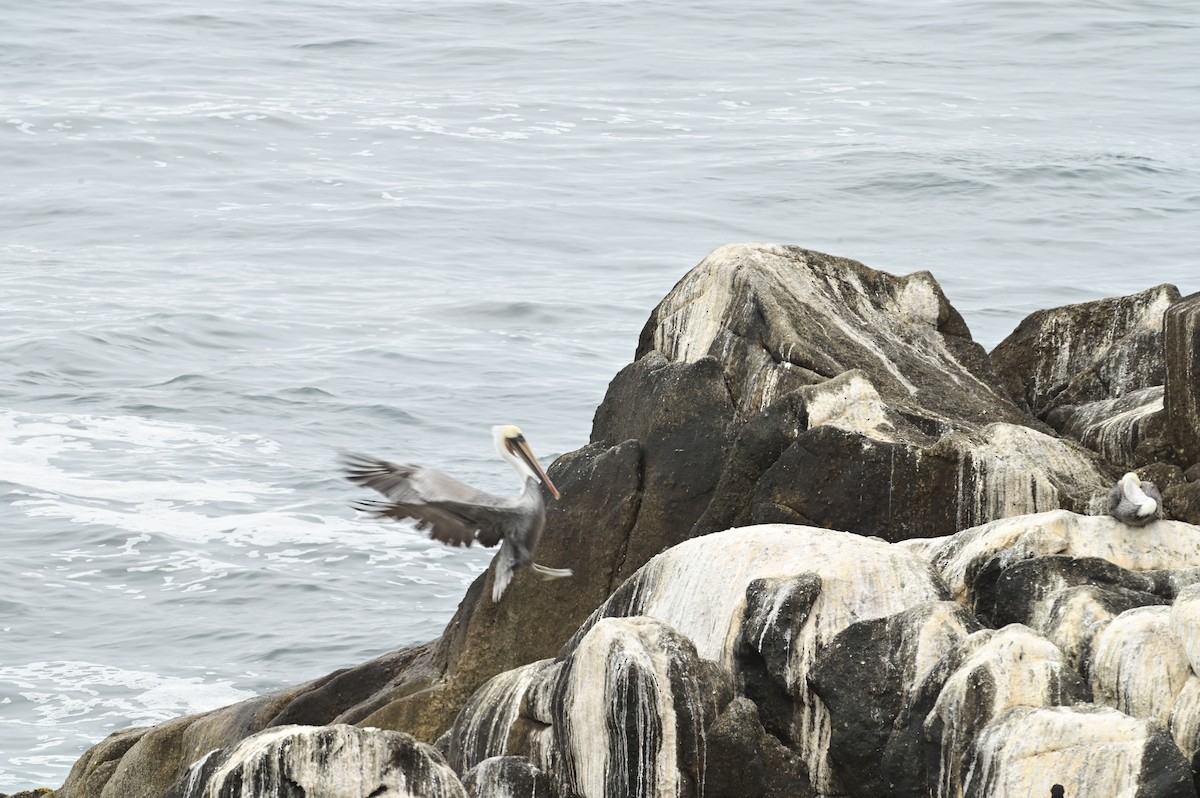 Pelícano Pardo - ML647555448