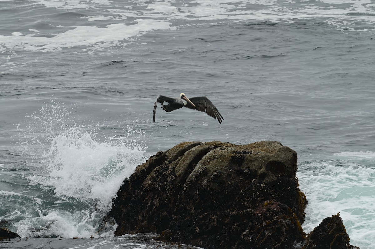 Pelícano Pardo - ML647555450