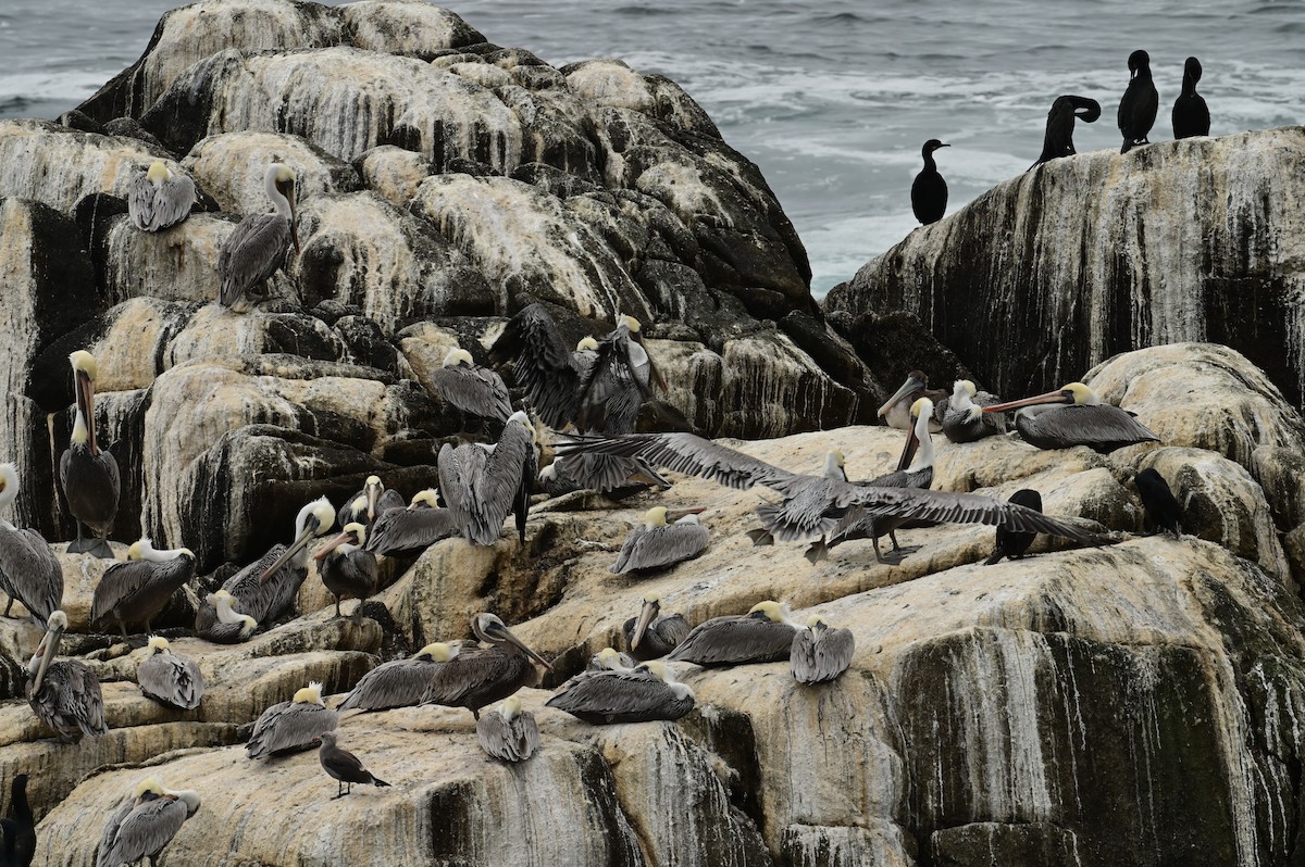 Pelícano Pardo - ML647555451