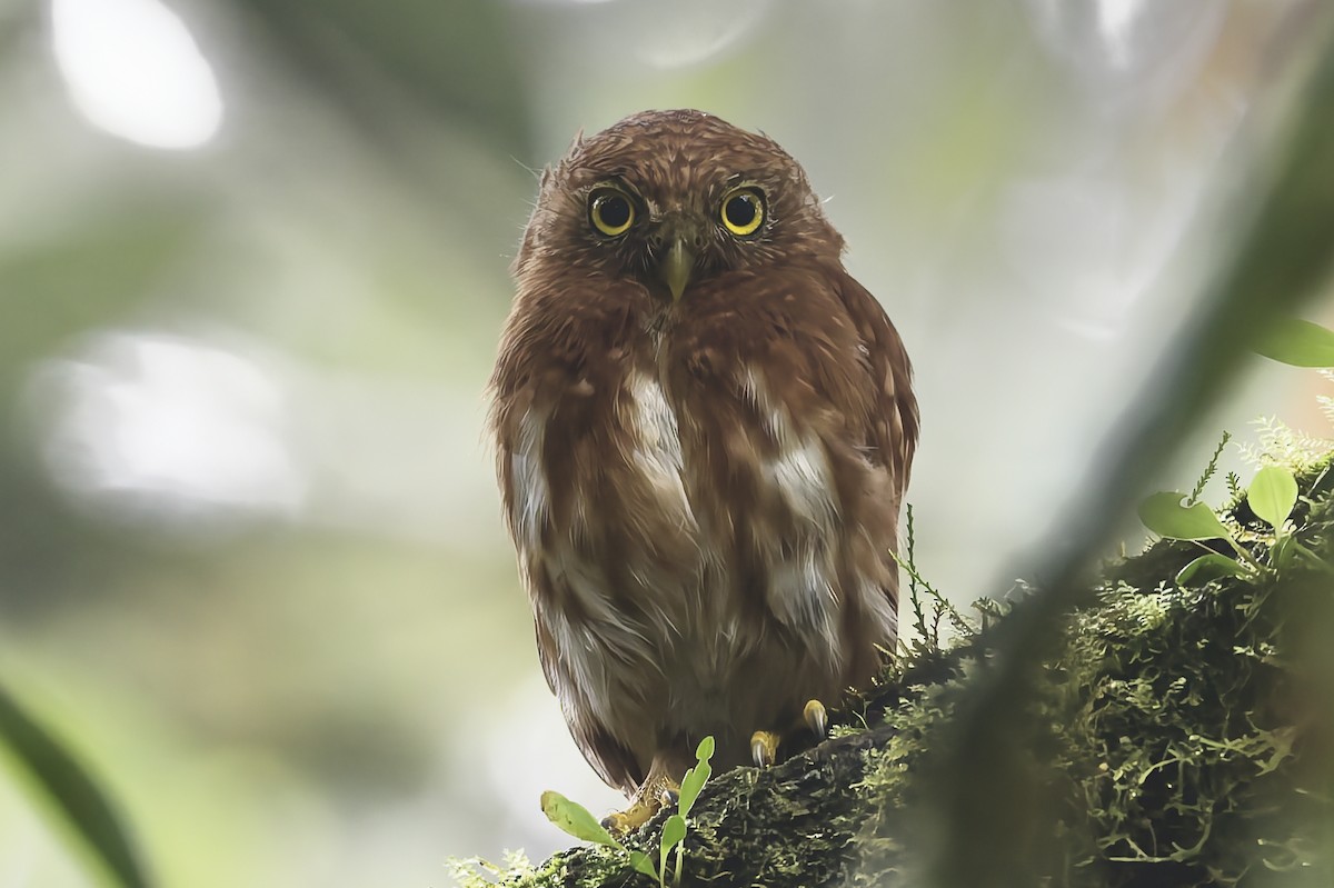 Mochuelo Ecuatoriano - ML647555455