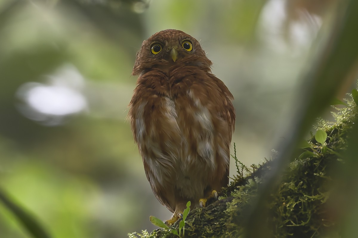 Mochuelo Ecuatoriano - ML647555456