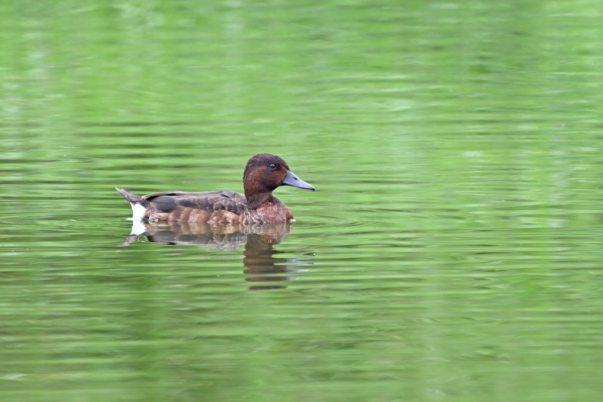 Porrón Pardo - ML647555458