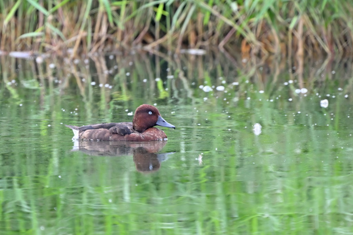 Porrón Pardo - ML647555459