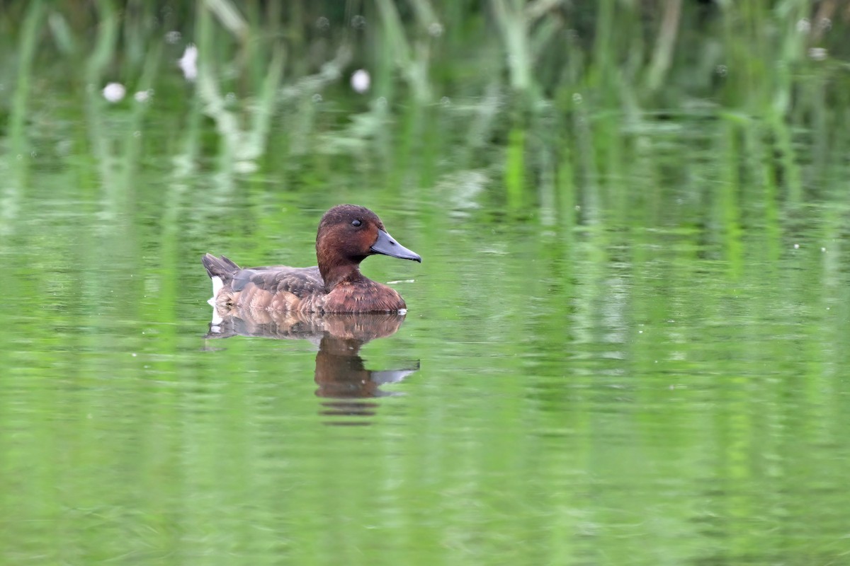 Porrón Pardo - ML647555461