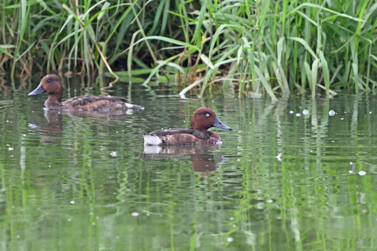 Porrón Pardo - ML647555462