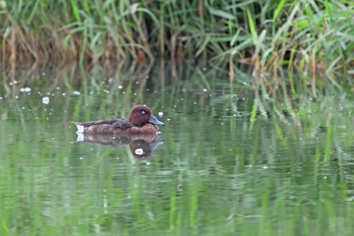 Porrón Pardo - ML647555463