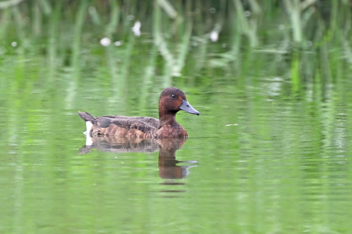 Porrón Pardo - ML647555464