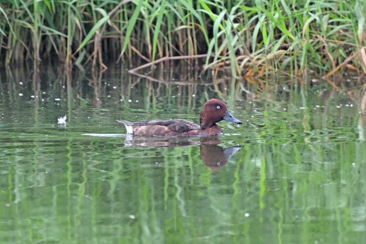 Porrón Pardo - ML647555465