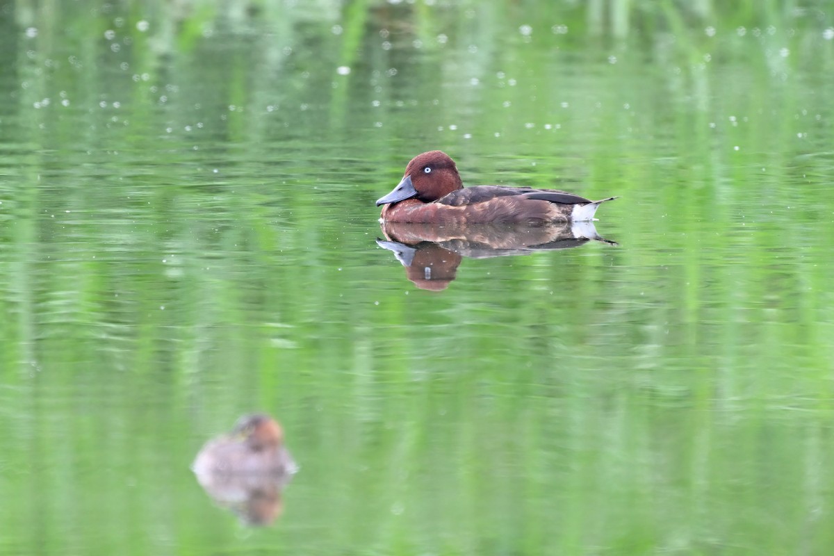 Porrón Pardo - ML647555466