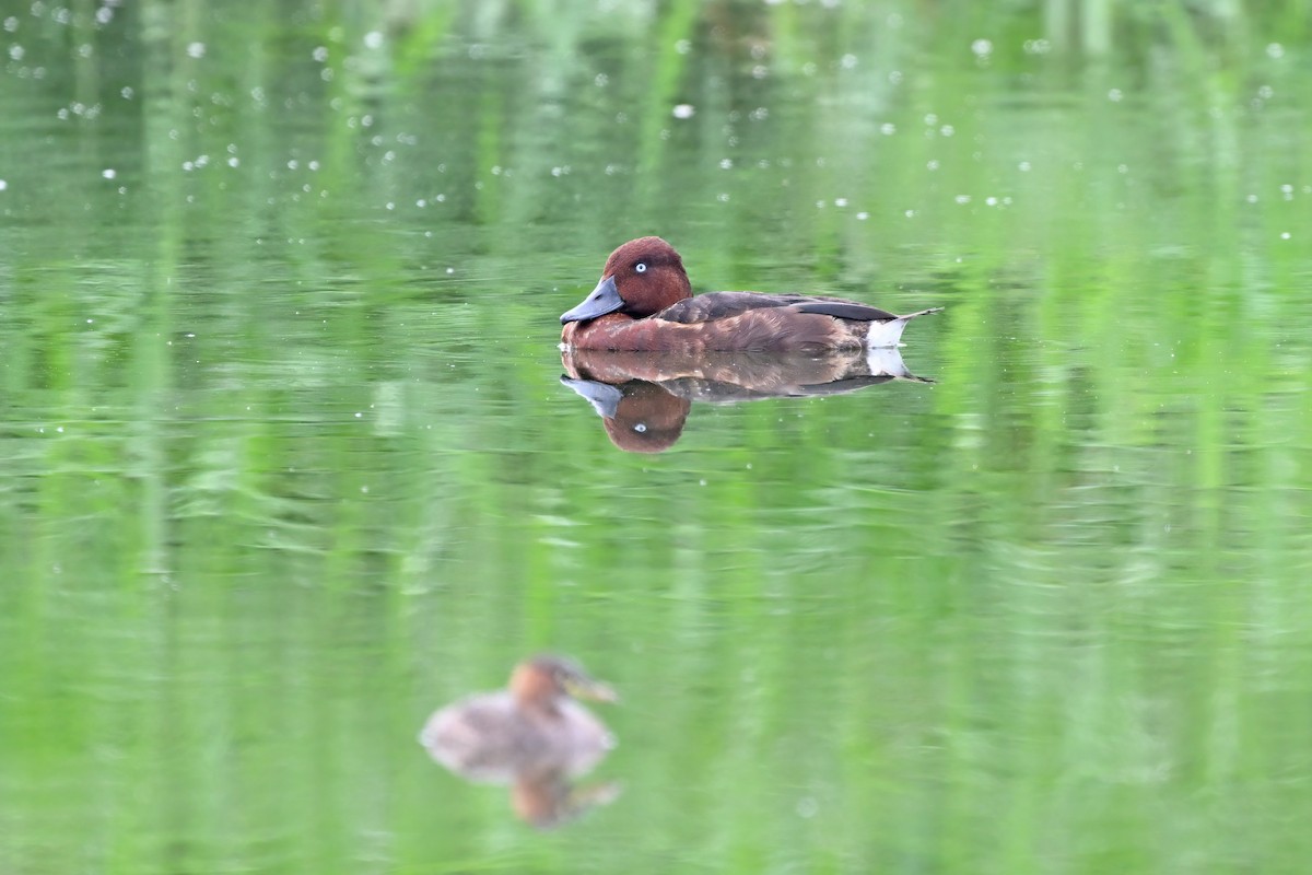 Porrón Pardo - ML647555467