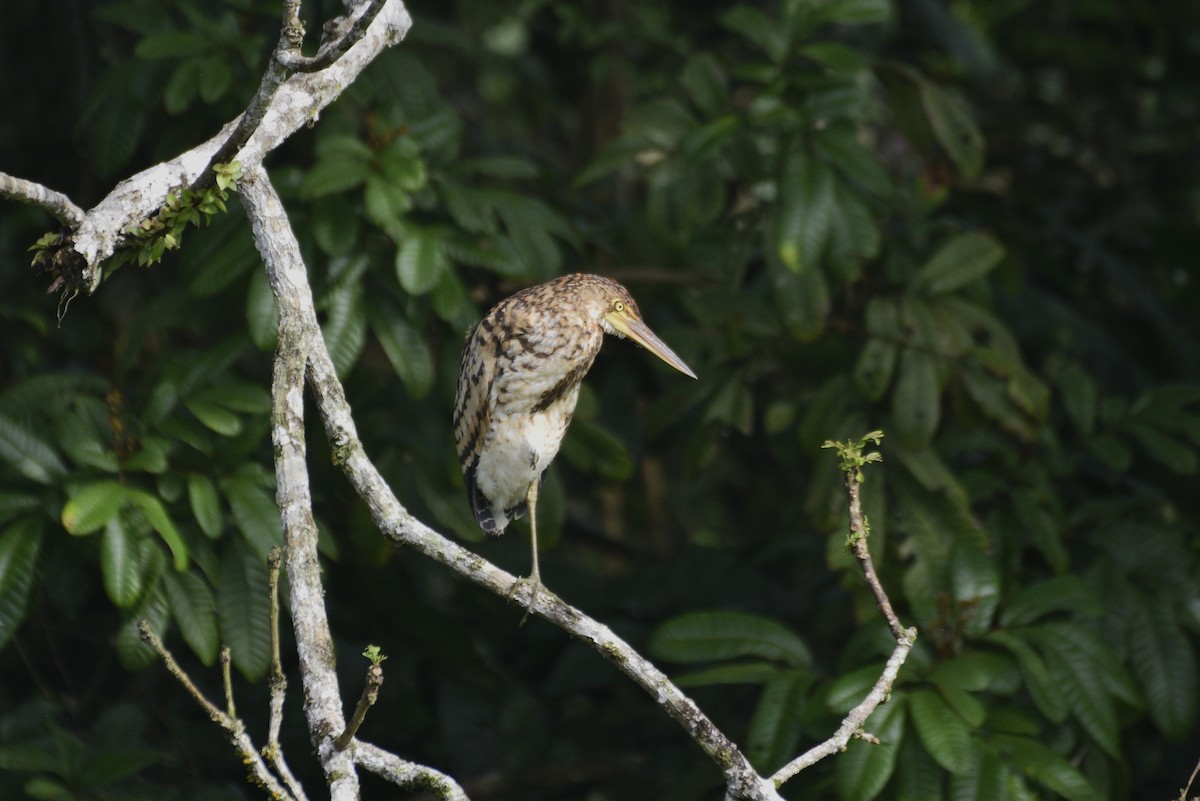 Avetigre Colorada - ML647555468