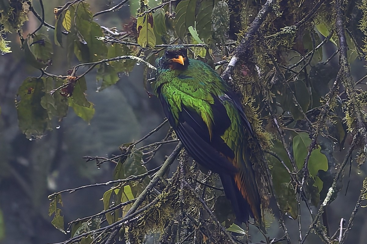 Quetzal Cabecidorado - ML647555471
