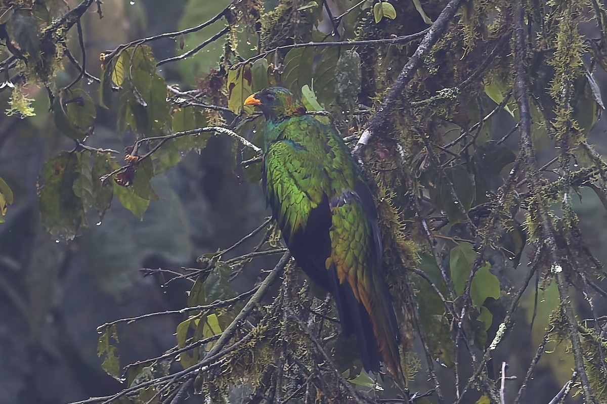 Quetzal Cabecidorado - ML647555472