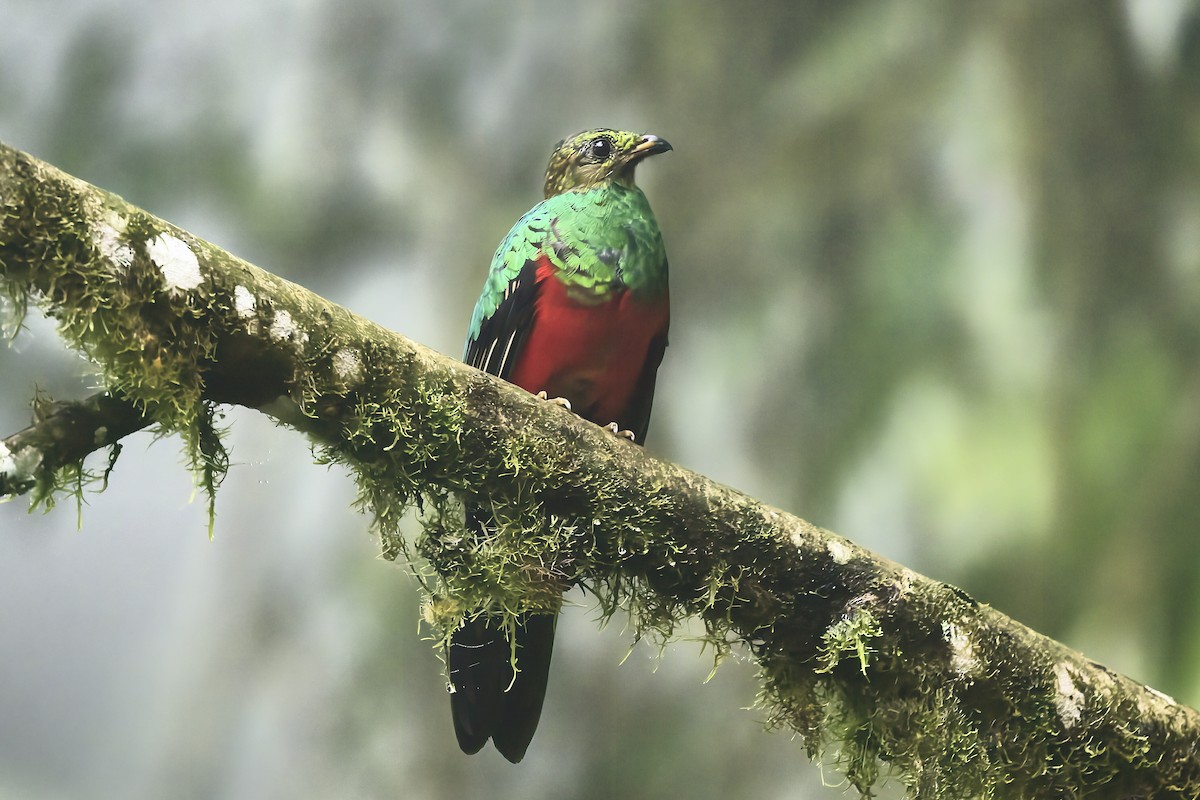 Quetzal Cabecidorado - ML647555473