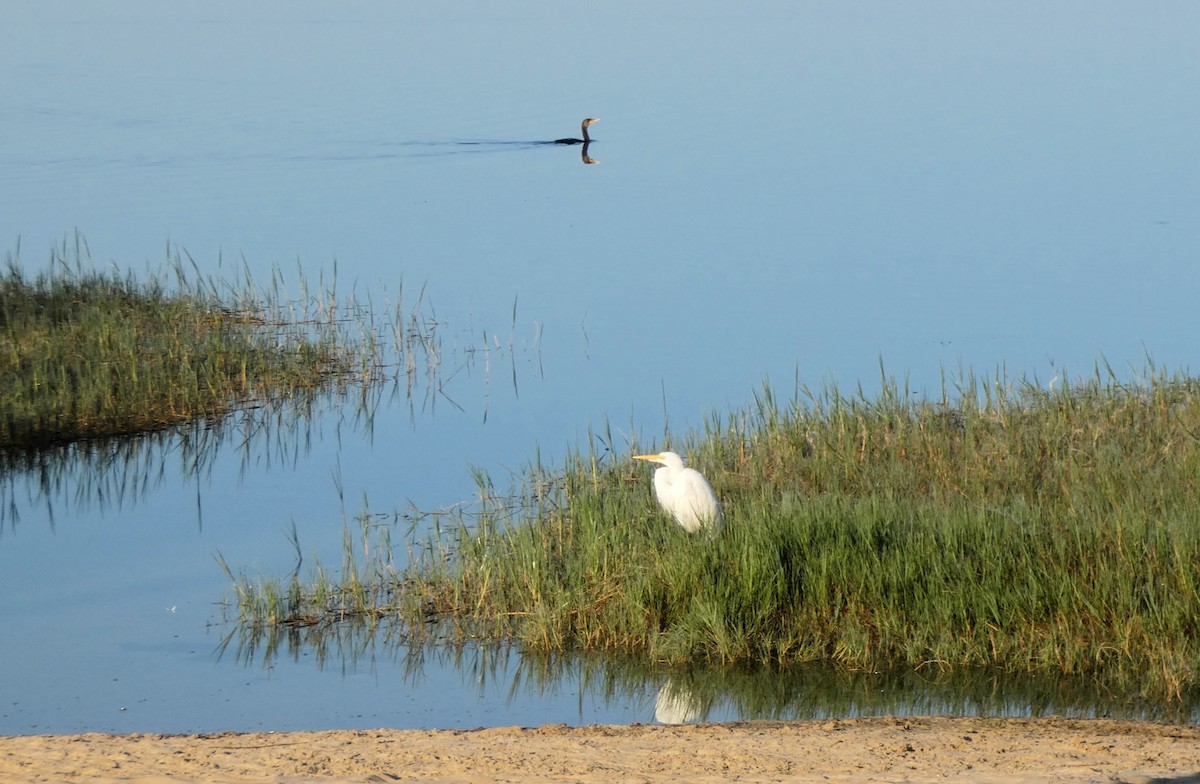 Garceta Grande - ML647555474