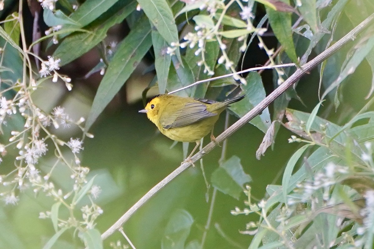 Reinita de Wilson - ML647555476