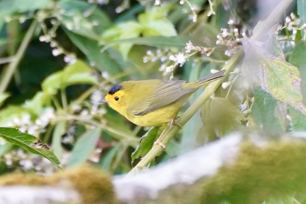 Reinita de Wilson - ML647555477