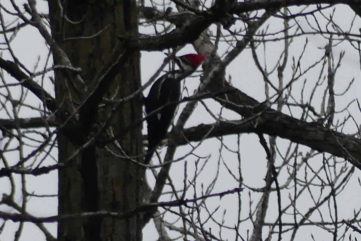 Picamaderos Norteamericano - ML647555479