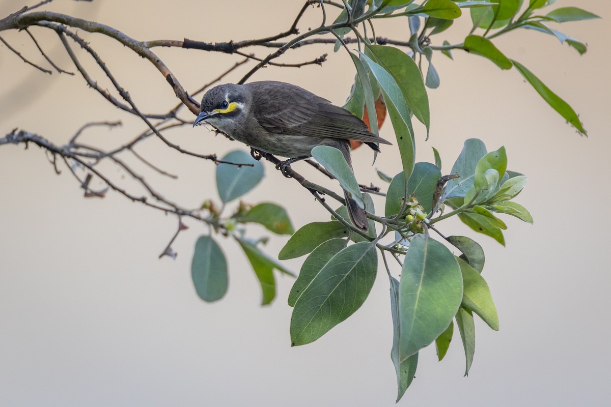 Mielero Carigualdo - ML647555480