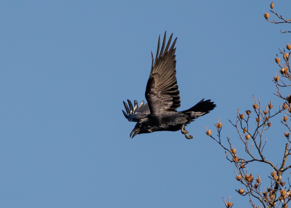 ワタリガラス - ML647555506