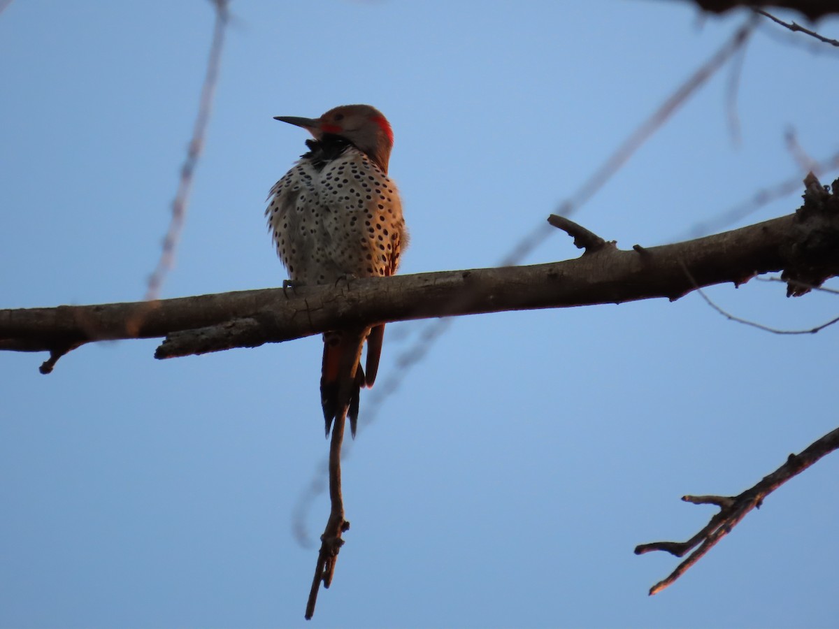 Northern Flicker (Yellow-shafted x Red-shafted) - ML647555512