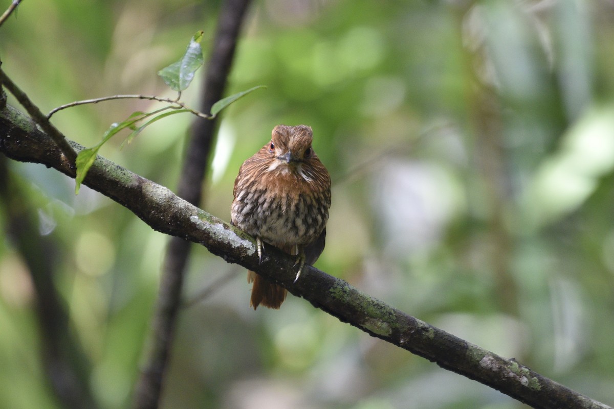 White-whiskered Puffbird - ML647555513