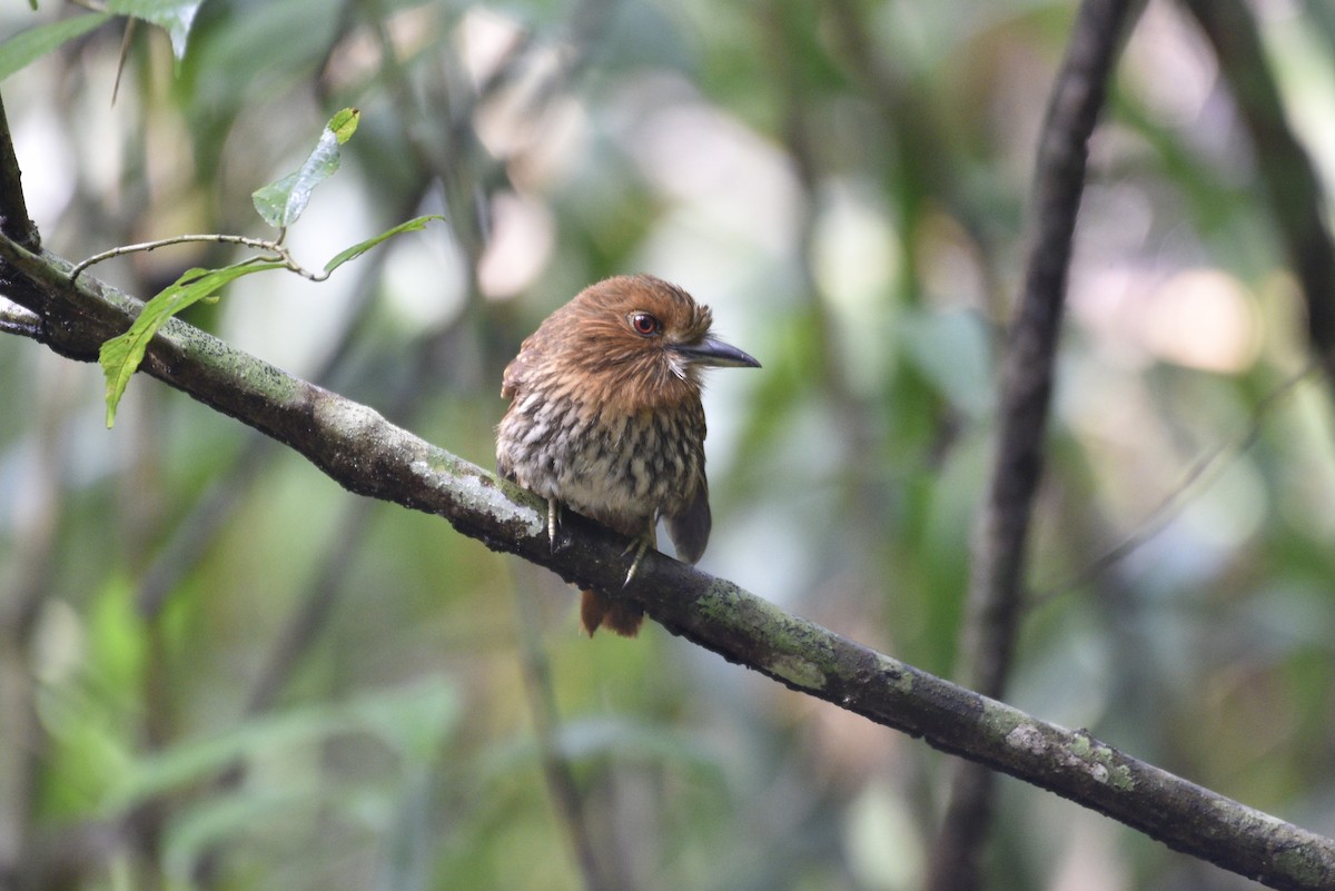 White-whiskered Puffbird - ML647555516