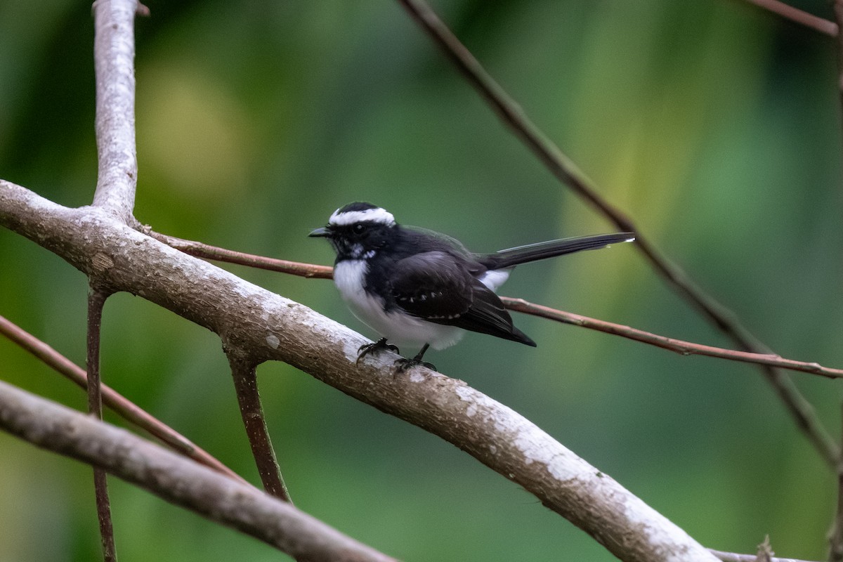 White-browed Fantail - ML647555526