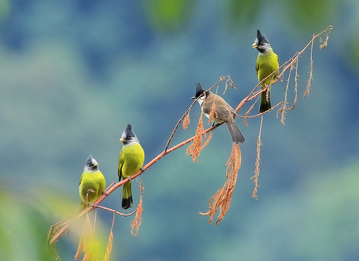 Crested Finchbill - ML647555528