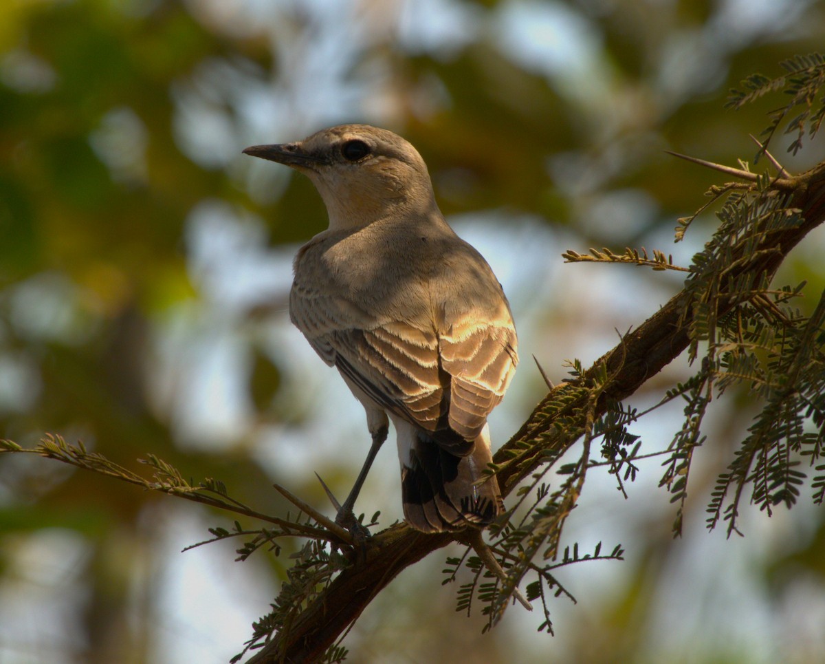 Isabelline Wheatear - ML647555529